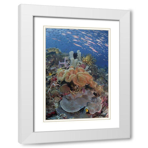 Indonesia, Raja Ampat Underwater fish and coral White Modern Wood Framed Art Print with Double Matting by Shimlock, Jones