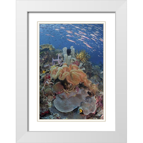 Indonesia, Raja Ampat Underwater fish and coral White Modern Wood Framed Art Print with Double Matting by Shimlock, Jones