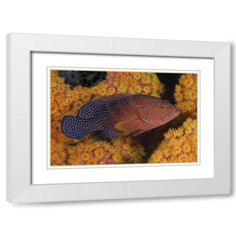 Indonesia, Papua Coral trout fish and coral White Modern Wood Framed Art Print with Double Matting by Shimlock, Jones