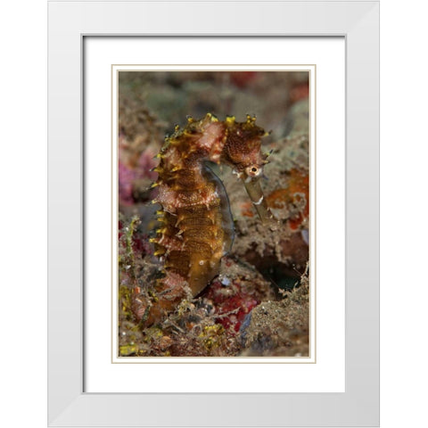 Indonesia, Banda Sea, Ambon Adult spiny seahorse White Modern Wood Framed Art Print with Double Matting by Shimlock, Jones
