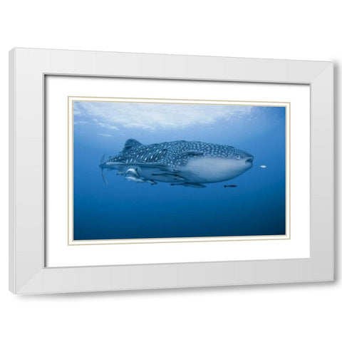 Indonesia, Papua Whale shark and remoras White Modern Wood Framed Art Print with Double Matting by Shimlock, Jones