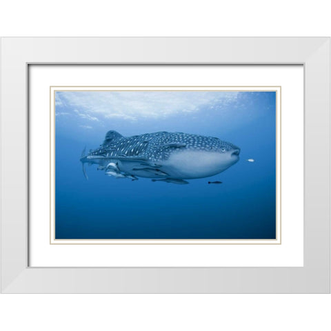 Indonesia, Papua Whale shark and remoras White Modern Wood Framed Art Print with Double Matting by Shimlock, Jones