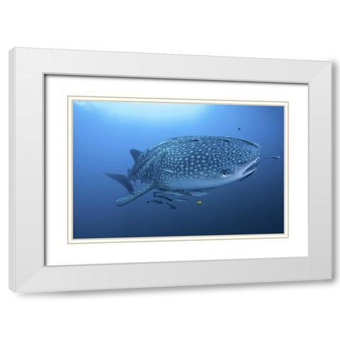 Indonesia, Papua Whale shark and remoras White Modern Wood Framed Art Print with Double Matting by Shimlock, Jones