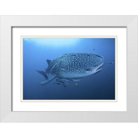Indonesia, Papua Whale shark and remoras White Modern Wood Framed Art Print with Double Matting by Shimlock, Jones