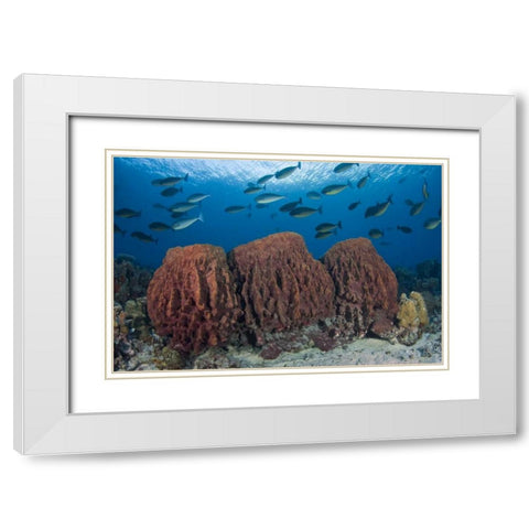 Indonesia, Papua Fish swims over three sponges White Modern Wood Framed Art Print with Double Matting by Shimlock, Jones