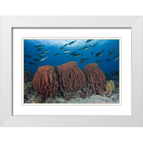 Indonesia, Papua Fish swims over three sponges White Modern Wood Framed Art Print with Double Matting by Shimlock, Jones