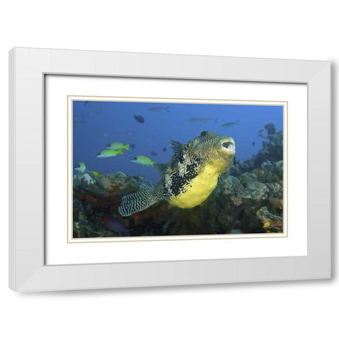 Indonesia, Papua, Raja Ampat Pufferfish White Modern Wood Framed Art Print with Double Matting by Shimlock, Jones