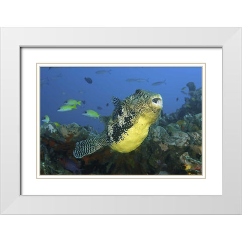 Indonesia, Papua, Raja Ampat Pufferfish White Modern Wood Framed Art Print with Double Matting by Shimlock, Jones