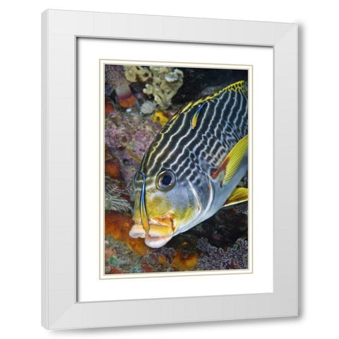 Indonesia, Papua A cleaner fish at sweetlip fish White Modern Wood Framed Art Print with Double Matting by Shimlock, Jones