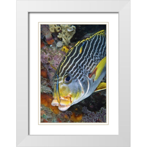 Indonesia, Papua A cleaner fish at sweetlip fish White Modern Wood Framed Art Print with Double Matting by Shimlock, Jones