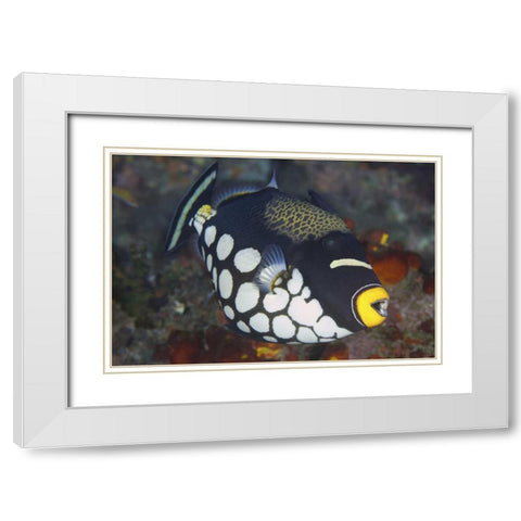 Indonesia, Papua, Raja Ampat Triggerfish White Modern Wood Framed Art Print with Double Matting by Shimlock, Jones