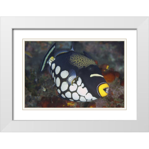 Indonesia, Papua, Raja Ampat Triggerfish White Modern Wood Framed Art Print with Double Matting by Shimlock, Jones