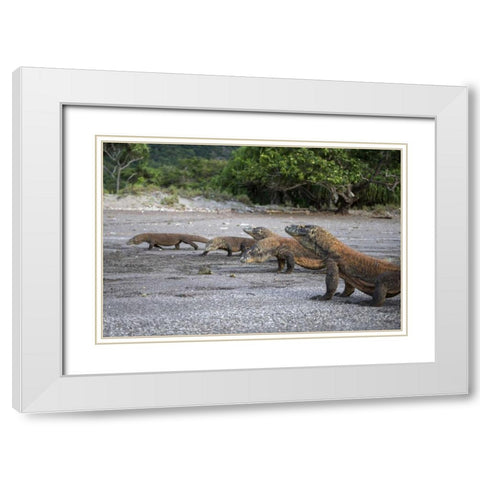 Indonesia, Rinca Island, Komodo NP Komodo dragon White Modern Wood Framed Art Print with Double Matting by Shimlock, Jones