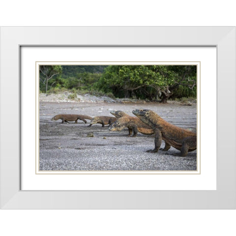 Indonesia, Rinca Island, Komodo NP Komodo dragon White Modern Wood Framed Art Print with Double Matting by Shimlock, Jones