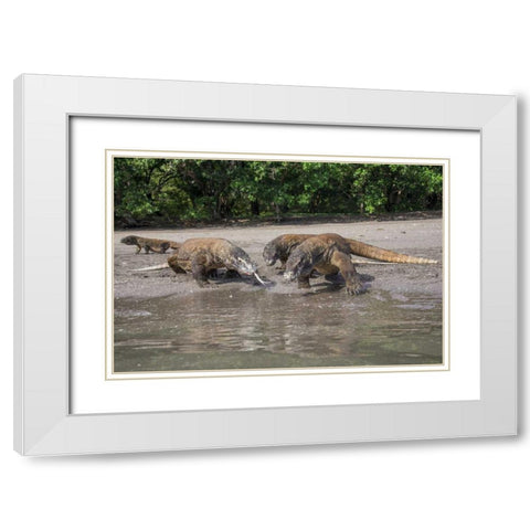 Indonesia, Rinca Island, Komodo NP Komodo dragon White Modern Wood Framed Art Print with Double Matting by Shimlock, Jones