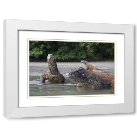 Indonesia, Rinca Island, Komodo NP Komodo dragon White Modern Wood Framed Art Print with Double Matting by Shimlock, Jones