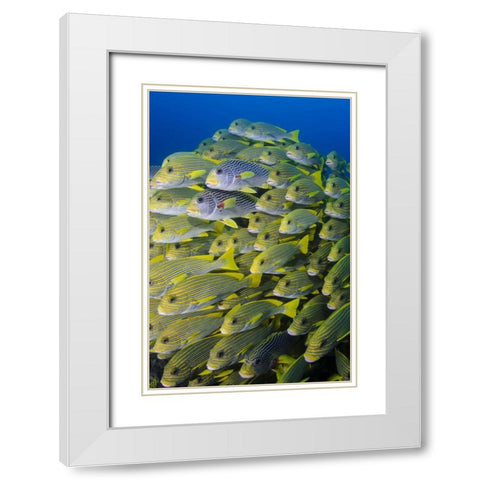 Indonesia, Papua, Raja Ampat Sweetlips fish White Modern Wood Framed Art Print with Double Matting by Shimlock, Jones