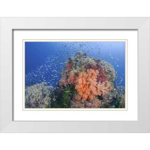Indonesia, Papua, Raja Ampat Fish around coral White Modern Wood Framed Art Print with Double Matting by Shimlock, Jones