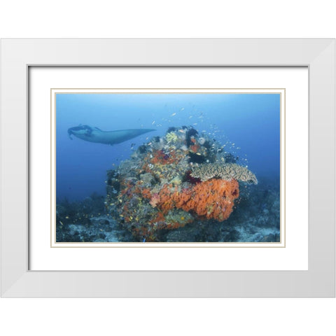 Indonesia, Papua, Dampier Strait Manta ray White Modern Wood Framed Art Print with Double Matting by Shimlock, Jones