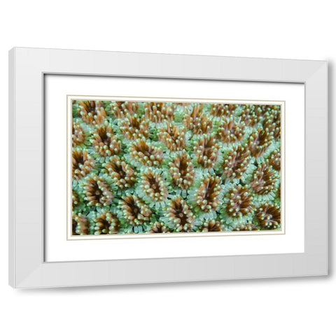 Indonesia, Komodo NP Close-up of anemones White Modern Wood Framed Art Print with Double Matting by Shimlock, Jones