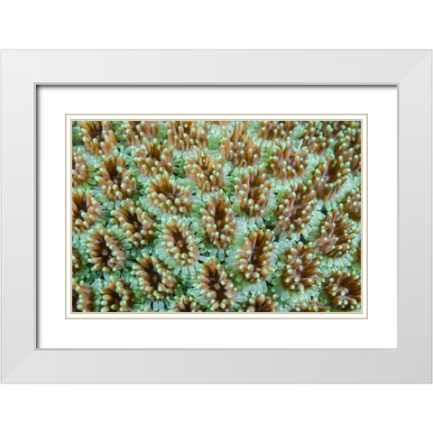 Indonesia, Komodo NP Close-up of anemones White Modern Wood Framed Art Print with Double Matting by Shimlock, Jones