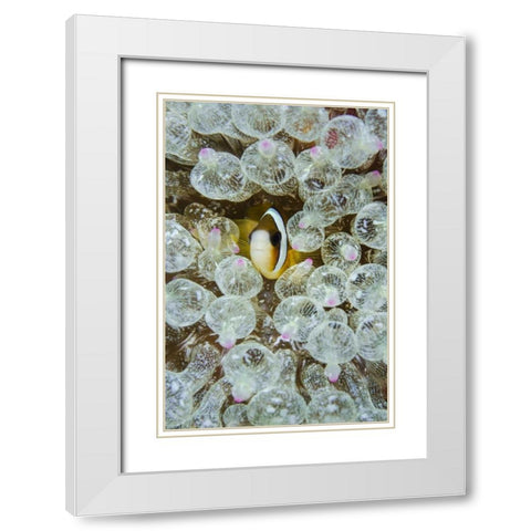 Indonesia, Anemonefish seeks protection White Modern Wood Framed Art Print with Double Matting by Shimlock, Jones