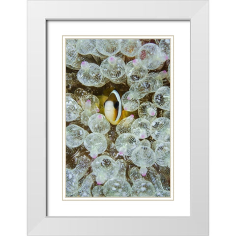 Indonesia, Anemonefish seeks protection White Modern Wood Framed Art Print with Double Matting by Shimlock, Jones