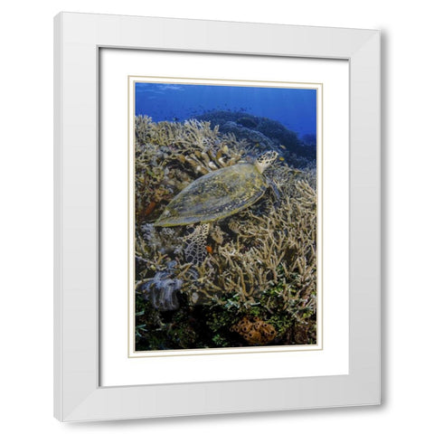 Indonesia, Komodo NP Turtle swims over coral White Modern Wood Framed Art Print with Double Matting by Shimlock, Jones