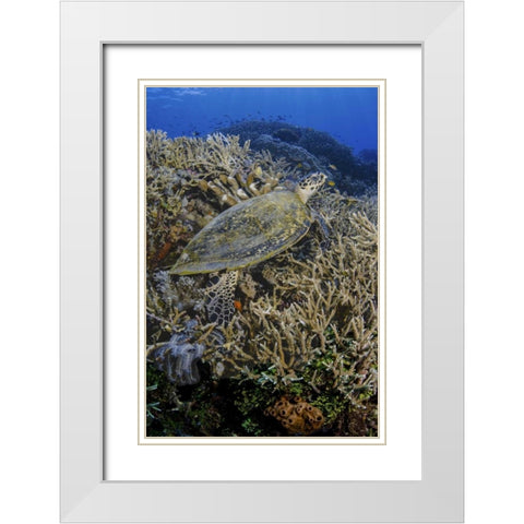 Indonesia, Komodo NP Turtle swims over coral White Modern Wood Framed Art Print with Double Matting by Shimlock, Jones