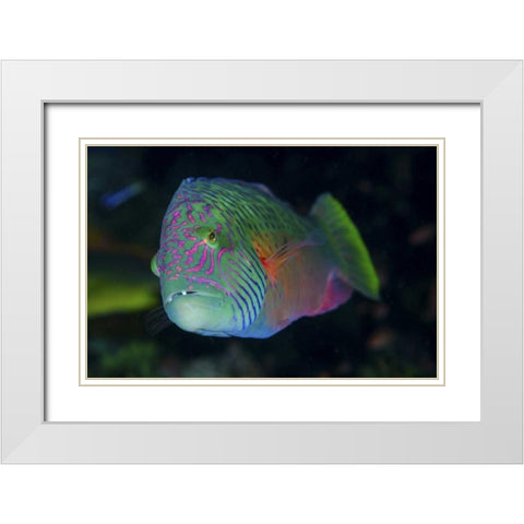 Indonesia, Komodo NP Colorful wrasse fish White Modern Wood Framed Art Print with Double Matting by Shimlock, Jones