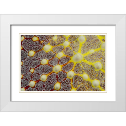 Indonesia, Lembeh Strait Sea star patterns White Modern Wood Framed Art Print with Double Matting by Shimlock, Jones