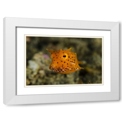 Indonesia, Lembeh Strait Of juvenile cowfish White Modern Wood Framed Art Print with Double Matting by Shimlock, Jones