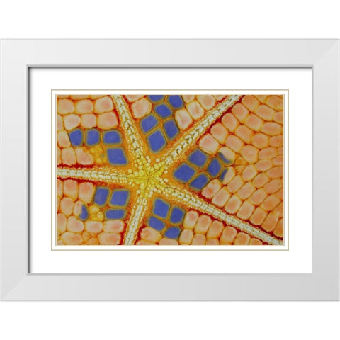 Indonesia, Lembeh Strait Patterns on sea star White Modern Wood Framed Art Print with Double Matting by Shimlock, Jones