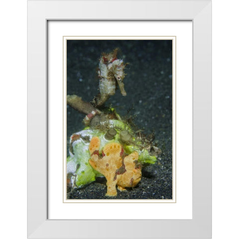 Indonesia Camouflaged frogfish and sea horse White Modern Wood Framed Art Print with Double Matting by Shimlock, Jones