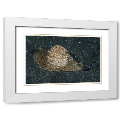 Indonesia, Lembeh Strait Mollusk on sea floor White Modern Wood Framed Art Print with Double Matting by Shimlock, Jones