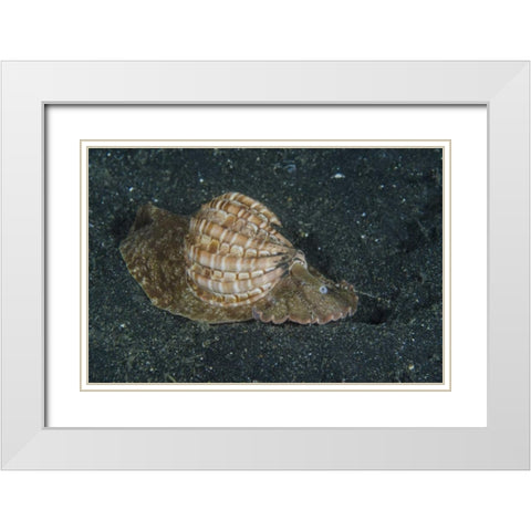 Indonesia, Lembeh Strait Mollusk on sea floor White Modern Wood Framed Art Print with Double Matting by Shimlock, Jones