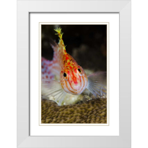 Indonesia, Papua, Cenderawasih Bay Hawkfish White Modern Wood Framed Art Print with Double Matting by Shimlock, Jones
