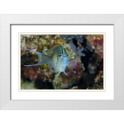Indonesia, Papua, Cenderawasih Bay Angelfish White Modern Wood Framed Art Print with Double Matting by Shimlock, Jones