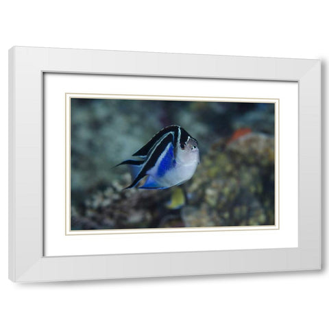 Indonesia, Papua, Cenderawasih Bay Angelfish White Modern Wood Framed Art Print with Double Matting by Shimlock, Jones