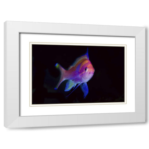 Indonesia, Papua, Cenderawasih Bay Anthia White Modern Wood Framed Art Print with Double Matting by Shimlock, Jones