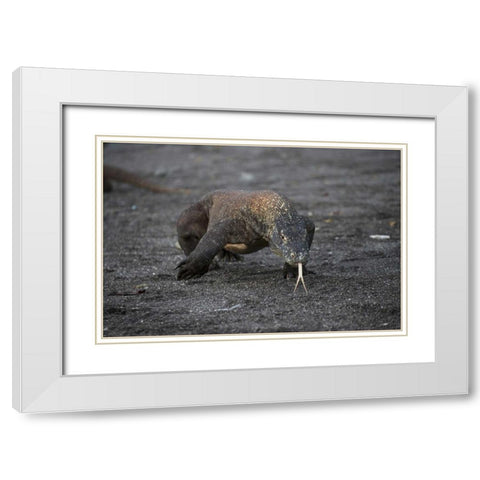 Indonesia, Rinca Island, Komodo NP Komodo dragon White Modern Wood Framed Art Print with Double Matting by Shimlock, Jones