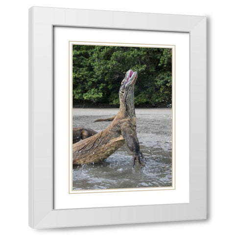 Indonesia, Rinca Island, Komodo NP Komodo dragon White Modern Wood Framed Art Print with Double Matting by Shimlock, Jones