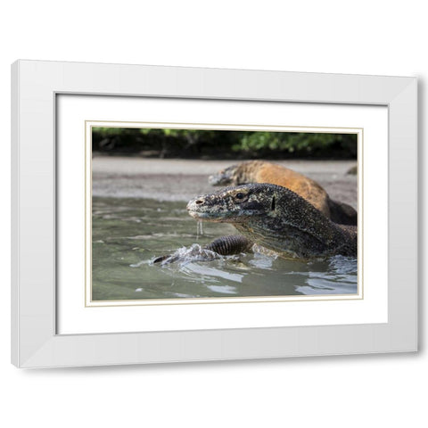 Indonesia, Rinca Island, Komodo NP Komodo dragon White Modern Wood Framed Art Print with Double Matting by Shimlock, Jones