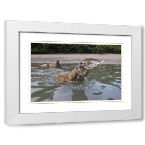 Indonesia, Rinca Island, Komodo NP Komodo dragon White Modern Wood Framed Art Print with Double Matting by Shimlock, Jones