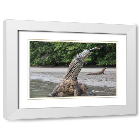 Indonesia, Rinca Island, Komodo NP Komodo dragon White Modern Wood Framed Art Print with Double Matting by Shimlock, Jones