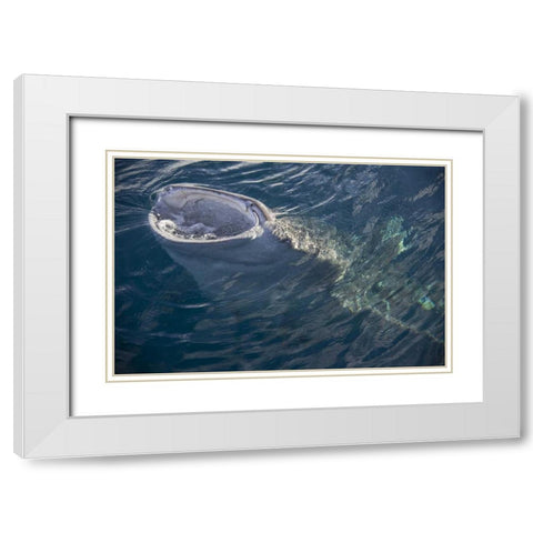 Indonesia, Papua, Cenderawasih Bay Whale shark White Modern Wood Framed Art Print with Double Matting by Shimlock, Jones