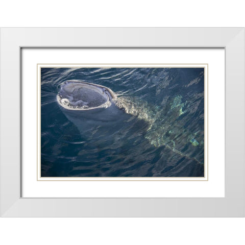 Indonesia, Papua, Cenderawasih Bay Whale shark White Modern Wood Framed Art Print with Double Matting by Shimlock, Jones