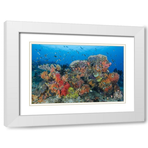 Indonesia, Papua, Raja Ampat Fish around coral White Modern Wood Framed Art Print with Double Matting by Shimlock, Jones