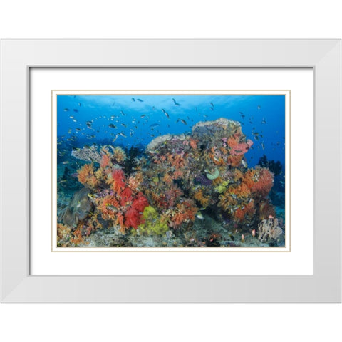 Indonesia, Papua, Raja Ampat Fish around coral White Modern Wood Framed Art Print with Double Matting by Shimlock, Jones