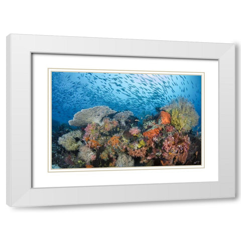Indonesia, Papua, Raja Ampat Fish around coral White Modern Wood Framed Art Print with Double Matting by Shimlock, Jones